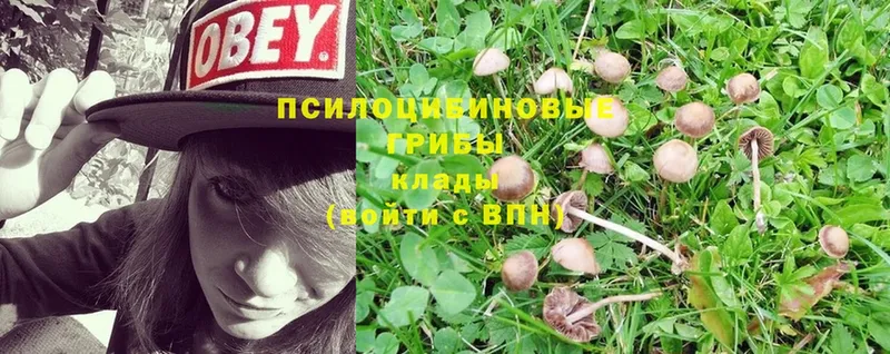 MEGA как зайти  Алатырь  Галлюциногенные грибы Psilocybe  где можно купить  